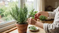 Cara Menanam Rosemary di Dalam Ruangan, Simak 7 Langkahnya agar Tumbuh Subur Sepanjang Tahun
