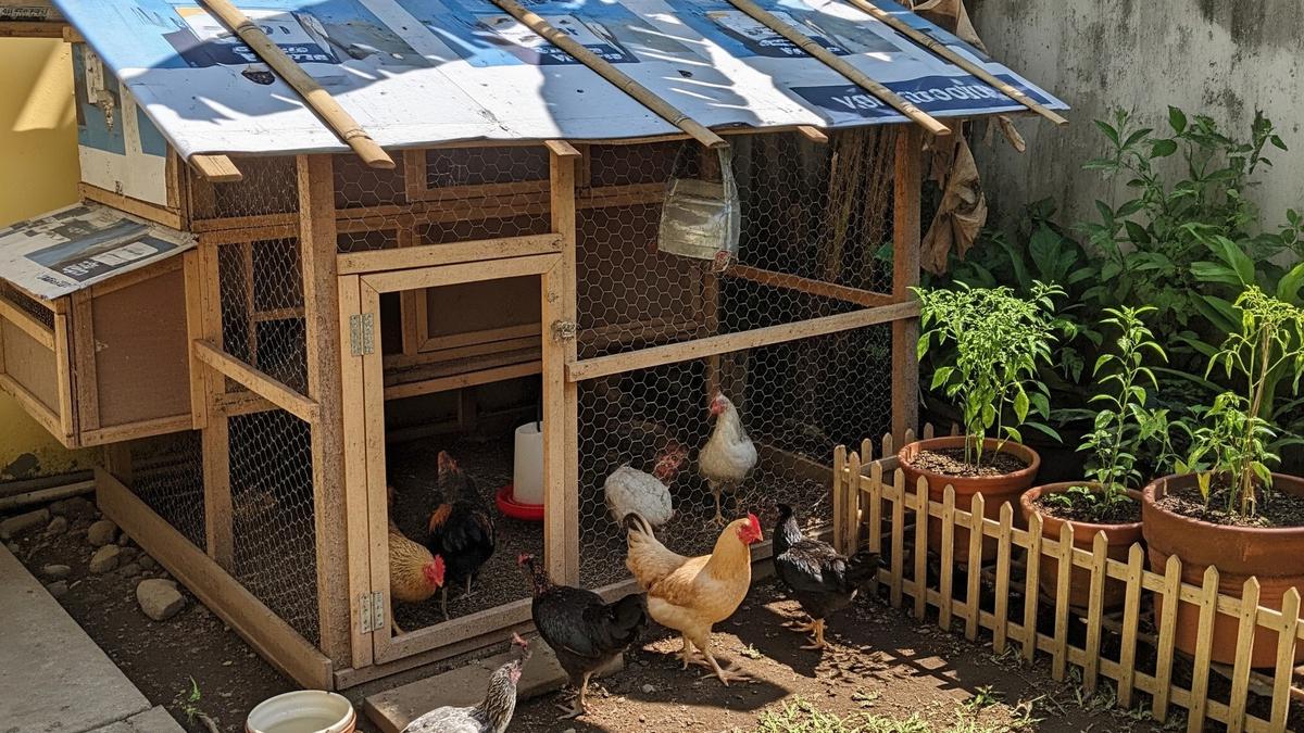 10 Barang Bekas yang Bisa Dimanfaatkan untuk Rangka Kandang Ayam, Hemat Biaya dan Ramah Lingkungan