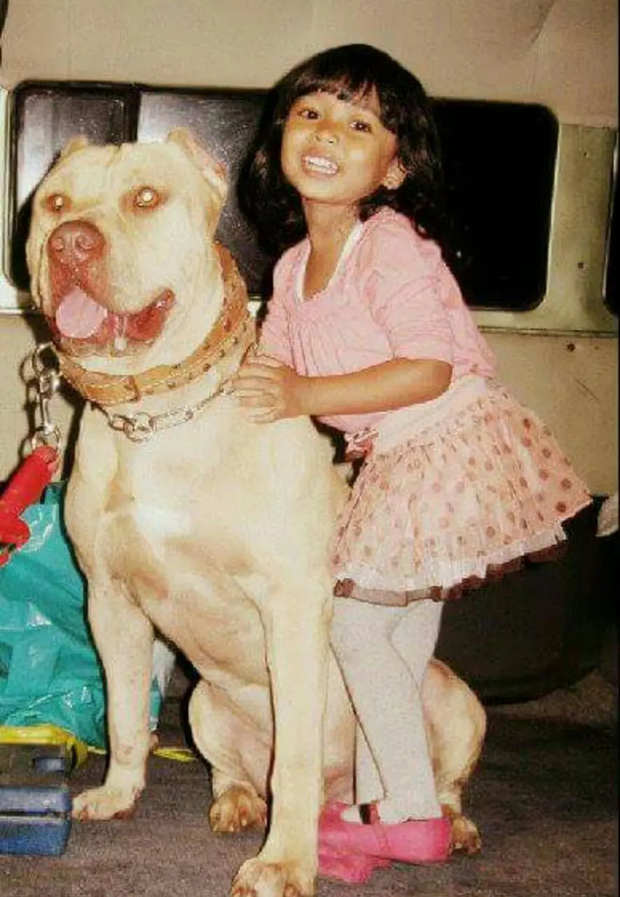 Potret Menggemaskan Anjing Pitbull yang Bersahabat dengan Manusia. (Foto: Pitbull Lovers Indonesia)