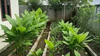 13 Tanaman yang Bisa Jadi Tabungan Hidup Selain Pohon Buah, Investasi Jangka Panjang