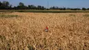 Pemandangan dari udara menunjukkan petani Achille Crespiatico melihat kerusakan pada ladang jagungnya akibat kekeringan parah di Spino d'Adda, Italia, 11 Juli 2022. Crespiatico mengklaim bahwa 70 persen dari ladang jagungnya dan 100 persen dari padang rumputnya yang stabil telah hancur. (Piero CRUCIATTI/AFP)