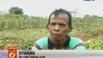 Timun suri masih menjadi buah favorit bagi sebagian warga untuk menu  berbuka puasa. 