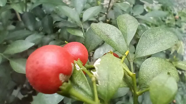 Hasil foto menggunakan kamera Makro Samsung Galaxy A14 5G (Liputan6.com/Giovani Dio Prasasti)