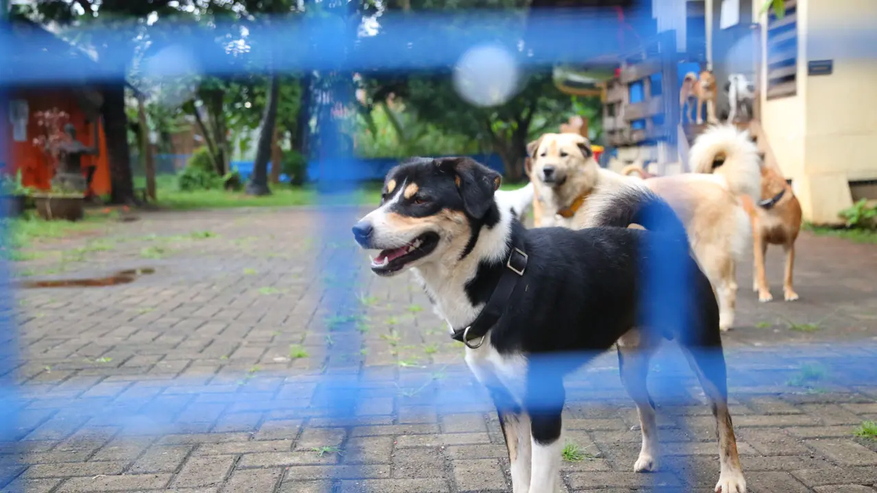 Sterilisasi pada Anjing dan Kucing, Bikin Mereka Lebih Sehat