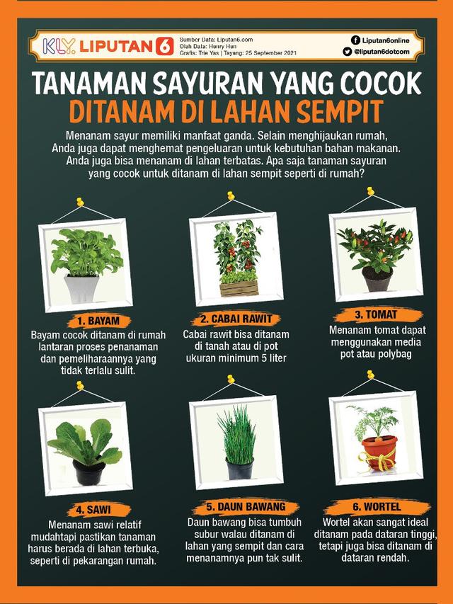 Infografis Tanaman Sayuran yang Cocok Ditanam di Lahan Sempit. (Liputan6.com/Triyasni)