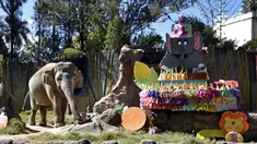 Gajah bernama Trompita merayakan ulang tahun ke-57 di Kebun Binatang Aurora, Guatemala City, Guatemala, Minggu (18/2). Gajah tersebut mendapat hadiah kue yang terbuat dari sayuran dan buah-buahan. (JOHAN ORDONEZ/AFP)
