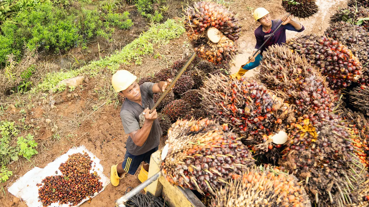 Pekerja di kebun kelapa sawit mengangkat TBS ke truk. (PT Austindo Nusantara Jaya Tbk/ANJT)