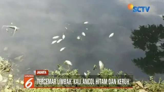 Petugas masih menyelidiki penyebab sejumlah ikan-ikan yang ditemukan mati di Kali Ancol, Jakarta Utara.
