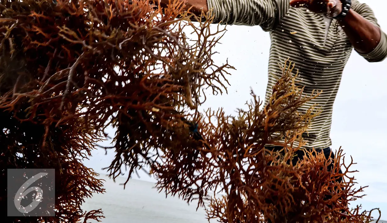 Petani menjemur rumput laut di kawasan Kelurahan Manggar, Balikpapan Timur, Jumat (15/4). Setiap 40 hari para petani bisa memanen rumput laut dari 1 ton/bulan menjadi 15 ton/bulan. (Liputan6.com/Fery Pradolo)