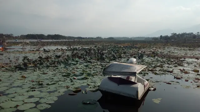 Pertumbuhan eceng gondok dan tanaman air lainnya mulai menutupi perairan situ Bagendit, Garut, Jawa Barat