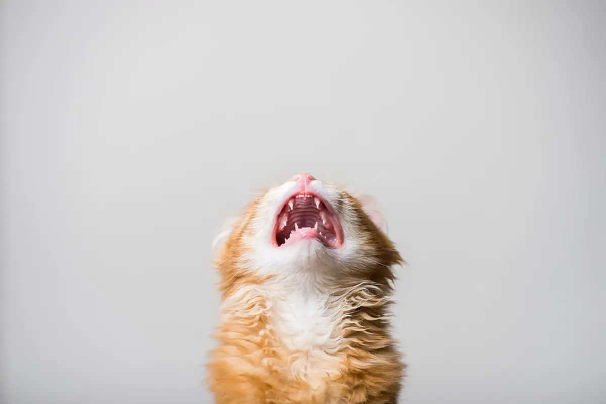ilustrasi gigi mulut kucing
