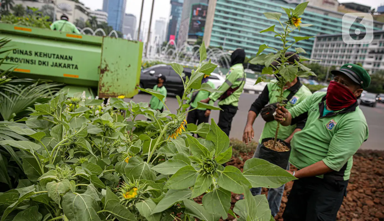 Petugas Dinas Pertamanan dan Hutan DKI Jakarta menata bunga matahari pada plater box di Bundaran HI, Jakarta, Jumat (18/6/2021). Pemasangan bunga matahari di kawasan Bundaran HI dalam rangka menyambut HUT ke-494 DKI Jakarta sekaligus mempercantik kawasan tersebut. (Liputan6.com/Faizal Fanani)