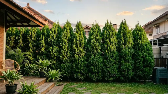 Tanaman untuk Menutup Pemandangan dari Rumah Sebelah