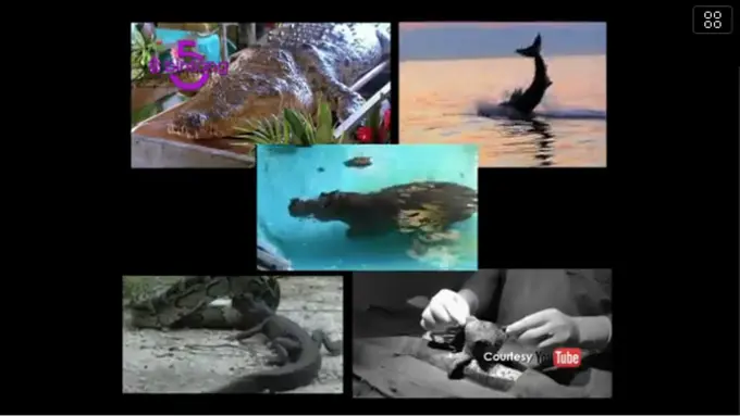 Bintang 5: Hewan Buas, Ular, Hewan Kembar Siam