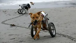 Pelusa dan Pecas, anjing yang lumpuh di kursi roda berjalan di Pescadores pantai Chorrillos, Lima, (7/9/2015). Sara Moran memiliki tempat penampungan untuk anjing liar dan terluka akibat kecelakaan di Milagros Perrunos. ( REUTERS/Mariana Bazo)