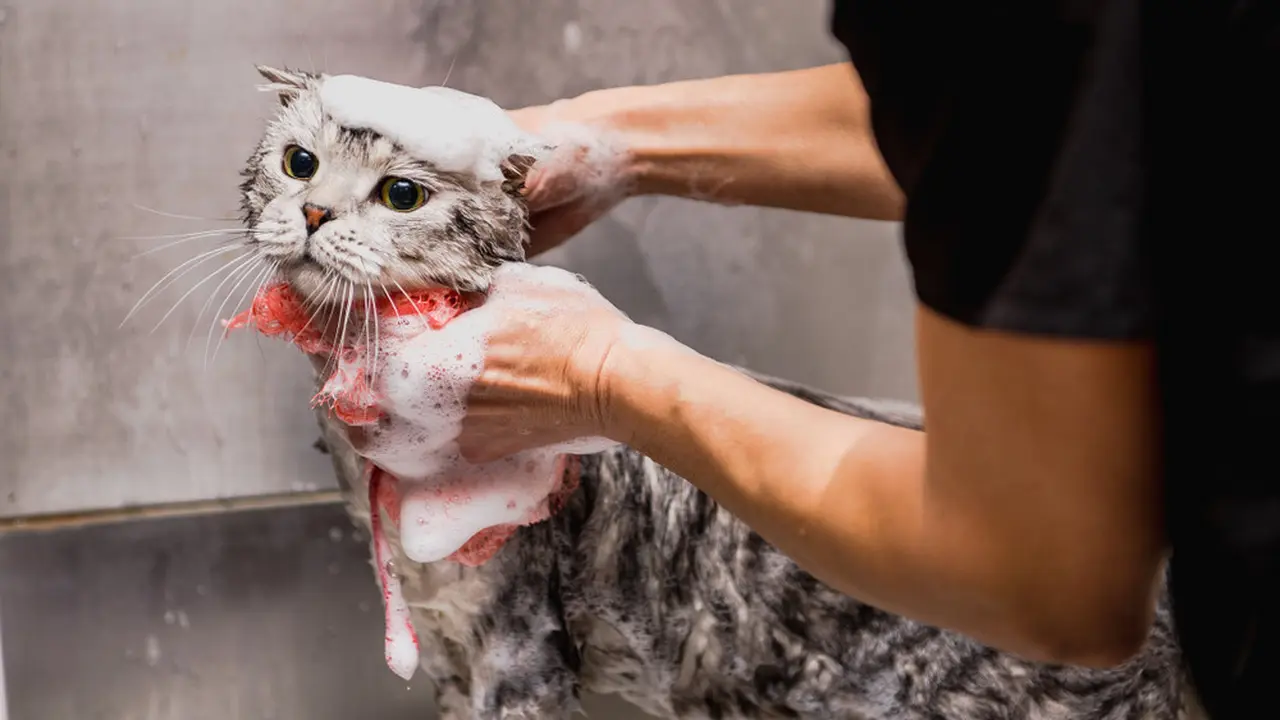 Jarang Rontok, Ini Alasan Bulu Kucing Ragdoll Bertebaran di Sekitar Rumah