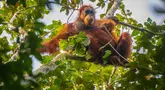 Foto selebaran tak bertanggal yang diambil oleh Pusat Informasi Orangutan dan dirilis pada 10 Juni 2026 menunjukkan orangutan Tapanuli di atas pohon di hutan Batang Toru di Sumatra Utara. Menurut para ilmuwan, tanah longsor yang dipicu oleh perubahan iklim memusnahkan hampir satu dari 10 spesies kera besar paling langka di dunia yang tersisa di Pulau Sumatra. (Handout/Pusat Informasi Orangutan/AFP)