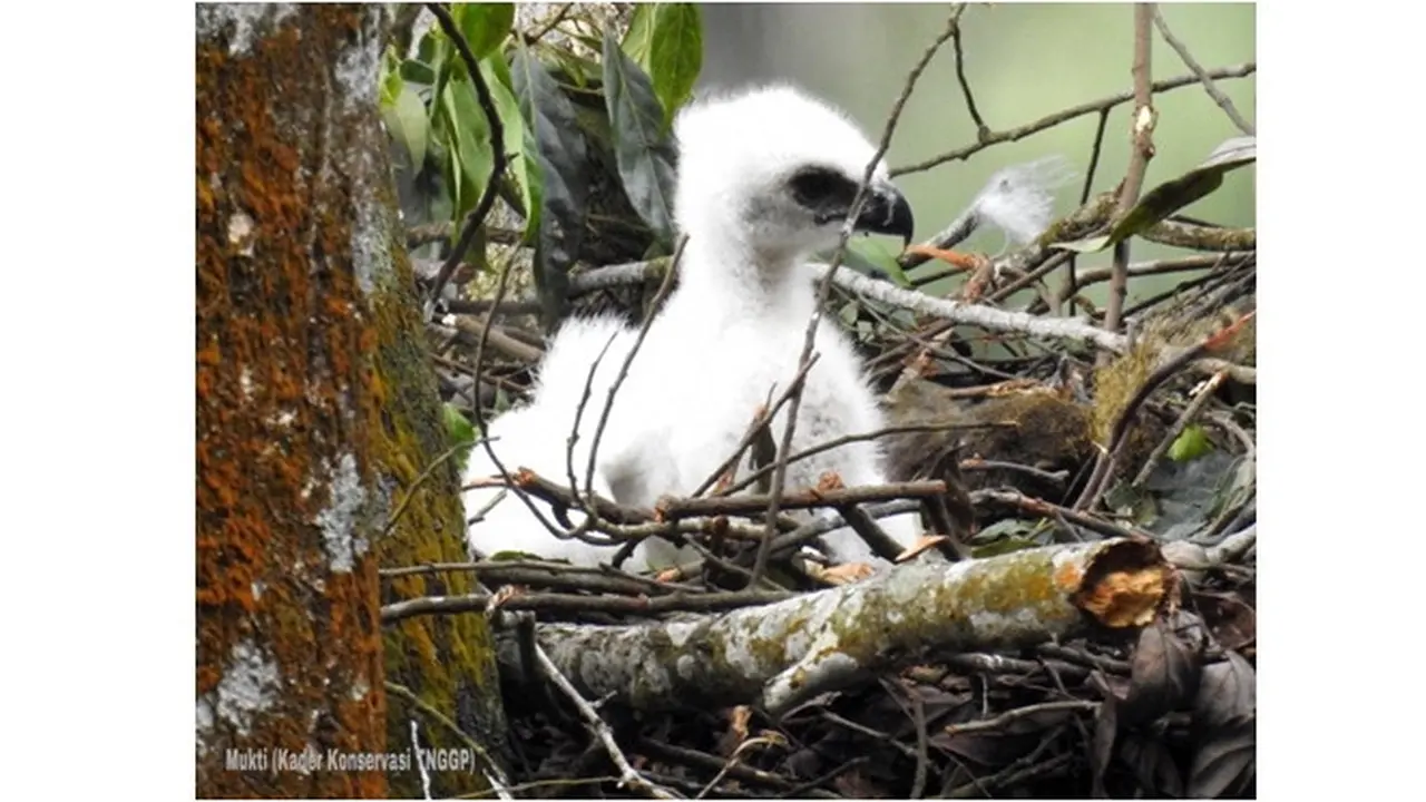 Elang Jawa Si 'Burung Garuda' Menetas di Gunung Pangrango, Ini Fakta-Faktanya