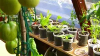 Meski di dalam rumah, kamu tetap bisa menanam sayuran, lho! Ini 8 sayuran yang keren untuk ditanam di dalam rumah. (Via: gardenious.com)