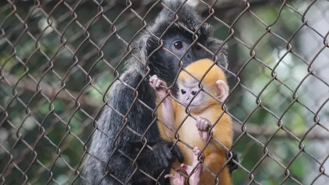 Bayi Lutung