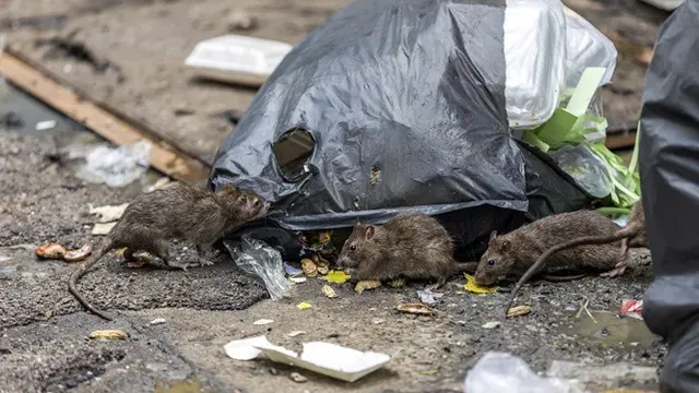 leptospirosis
