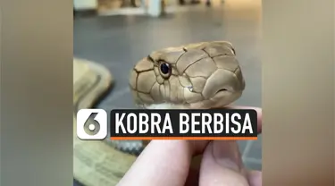 kobra berbisa