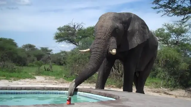 Berenang Dalam Air Minum 