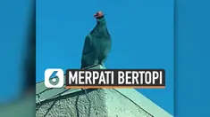 BURUNG MERPATI