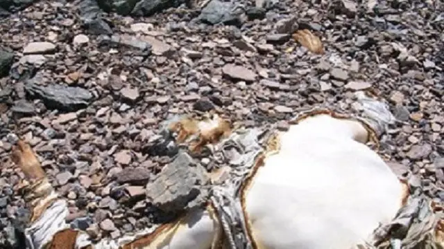 Jasad George Mallory