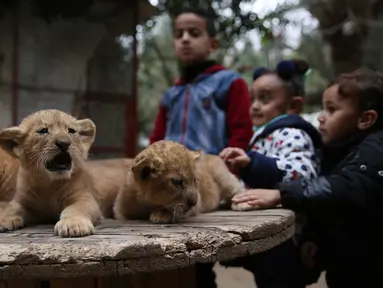Bocah-bocah Palestina berdiri dekat tiga anak singa berusia dua bulan di sebuah kebun binatang swasta di Rafah, Jalur Gaza, 22 Desember 2017. Pemilik kebun binatang berencana menjual anan-anak singa itu karena terkendala masalah biaya. (AP/Adel Hana)