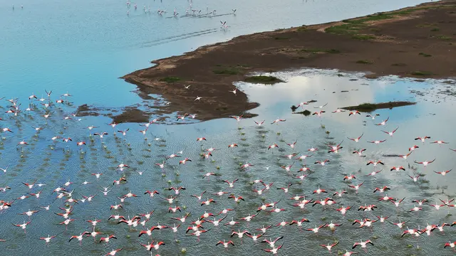 Satwa di Taman Nasional Amboseli
