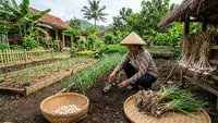 Cara Menanam Bawang Putih hingga Panen untuk Pemula, Lengkap dari Bibit sampai Simpan