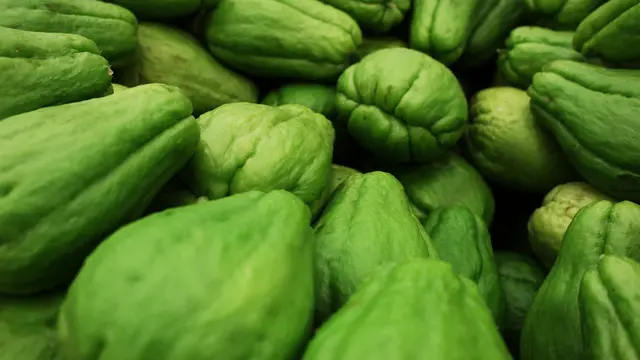 Contoh ilustrasi labu siam