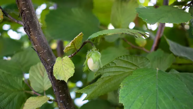 Hazelnut Tumbuh Subur, Tanaman Kacang yang Cocok untuk Pekarangan Rumah