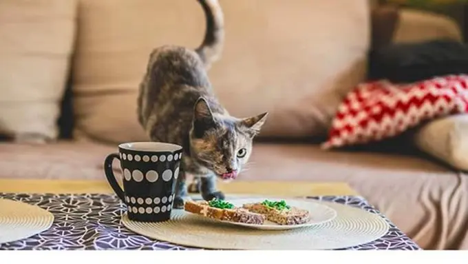 Kumpulan 17 Kucing yang Meski Cacat Namun Tetap Menggemaskan