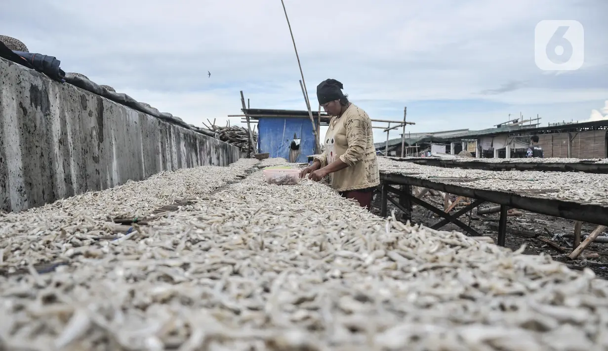 Pekerja saat menjemur ikan asin di kawasan pesisir Cilincing, Jakarta Utara, Minggu (12/6/2022). Pengusaha ikan asin setempat menungkapkan harga jual mengalami penurunan dibandingkan minggu sebelumnya akibat merosotnya daya beli masyarakat. (merdeka.com/Iqbal S. Nugroho)