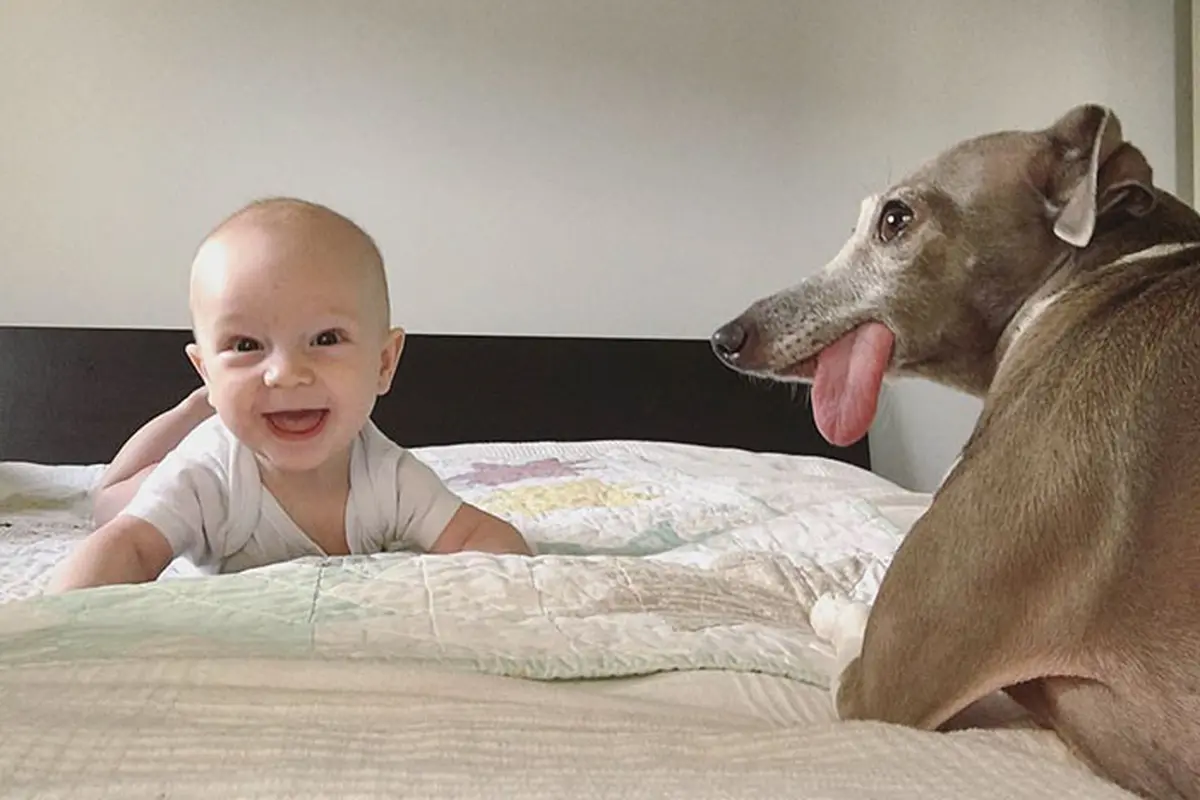 [Bintang] So sweet! Tiga tahun hidup dalam ketakutan, anjing ini terselamatkan oleh seorang bayi manusia.