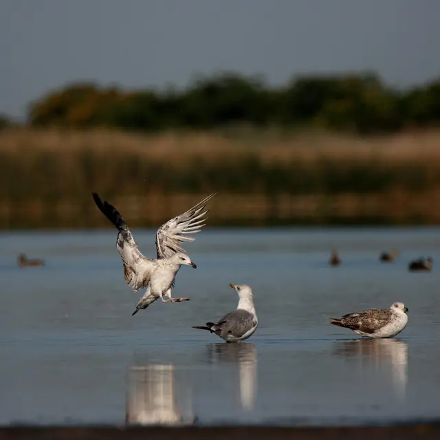 Wetland
