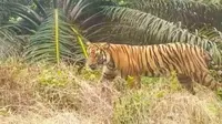Harimau sumatra yang pernah terekam oleh warga. (Liputan6.com/Istimewa)