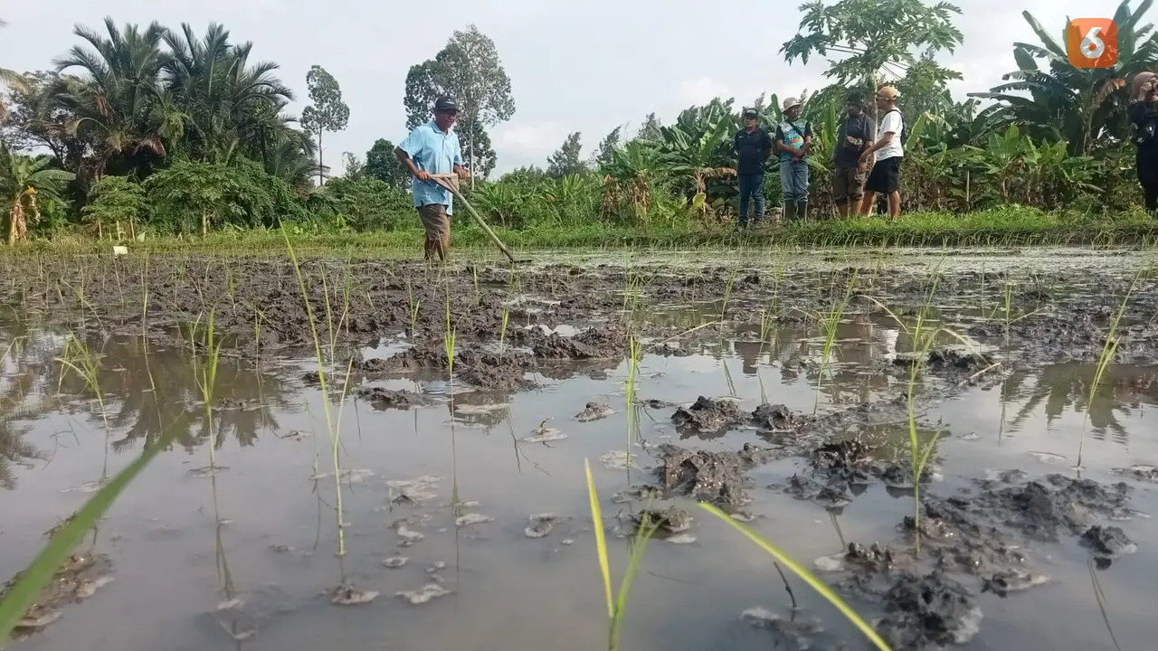 Petani di Morowali