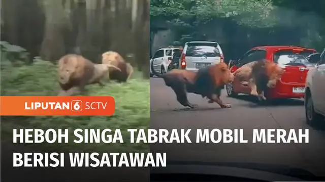 Media sosial belakangan ramai membahas video amatir seekor singa yang menabrak mobil. Peristiwa itu terjadi di Taman Safari 2 Prigen, Pasuruan, Jawa Timur. Pihak Taman Safari menyatakan singa yang menabrak kini dalam keadaan sehat.