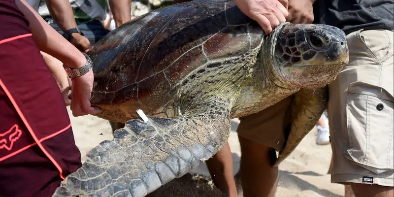 Penyu Hijau Sitaan Polda Bali Dilepas di Pantai Kuta