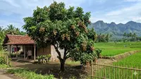 11 Pohon Buah yang Tahan Angin untuk Rumah Pinggir Sawah, Aman Cuaca Ekstrem