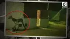 Warga dihebohkan dengan kemunculan makhluk aneh yang tertangkap kamera tengah berkeliaran di jalan Santa Fe, Argentina.