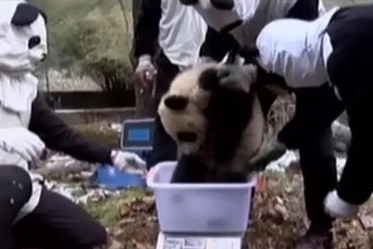 VIDEO: Pelatihan Bertahan Hidup 3 Anak Panda di Tiongkok