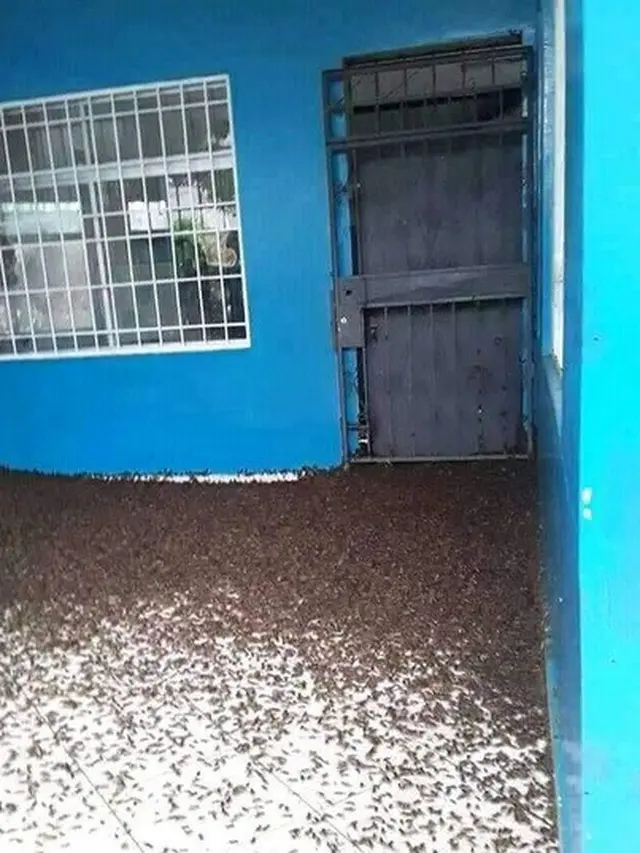sekolah penuh dengan jangkrik