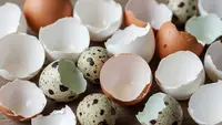 Cara Mencegah Kucing Liar Pipis Sembarangan dengan Cangkang Telur