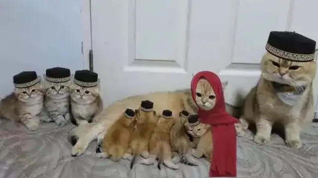 Kucing ikut Lebaran