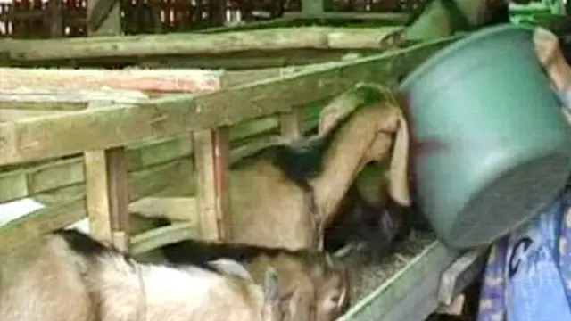 Perkenalkan, Kambing Tanpa Bau untuk Idul Adha