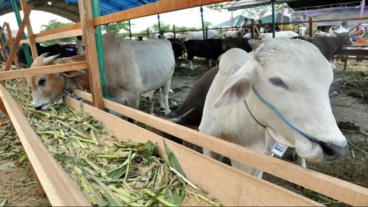 Pedagang Hewan Kurban di Palu